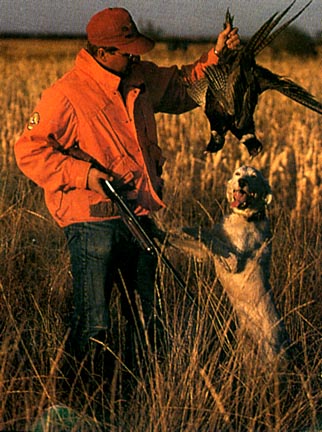 Pheasant Hunting in South Dakota
